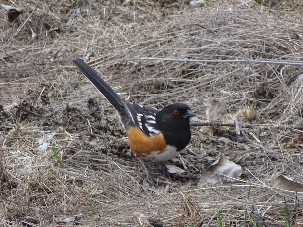 Spotted Towhee (maculatus Group) - ML152947181