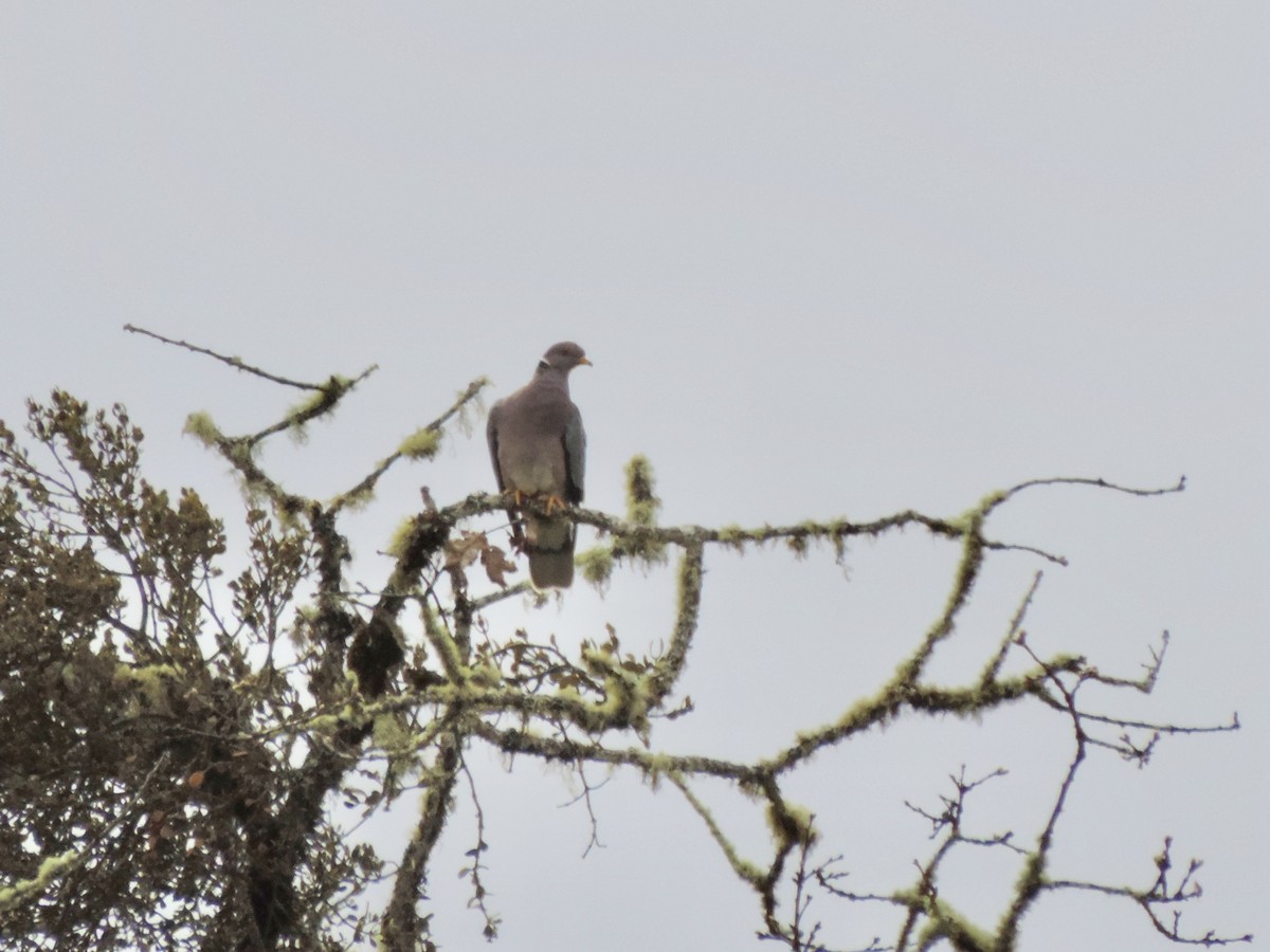 Band-tailed Pigeon - ML152947521