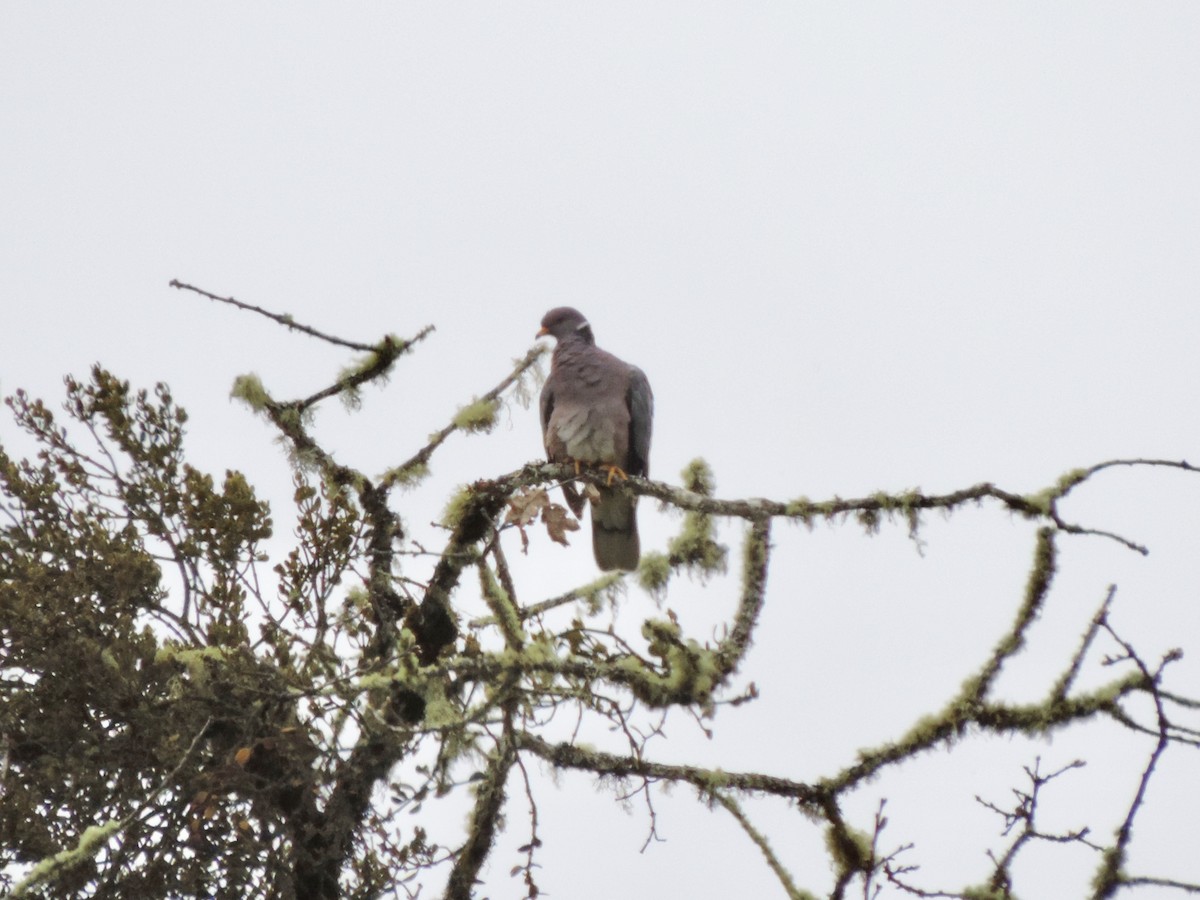 Band-tailed Pigeon - ML152947531