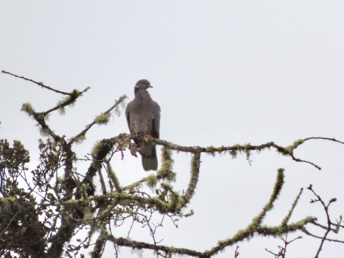 Band-tailed Pigeon - ML152947541