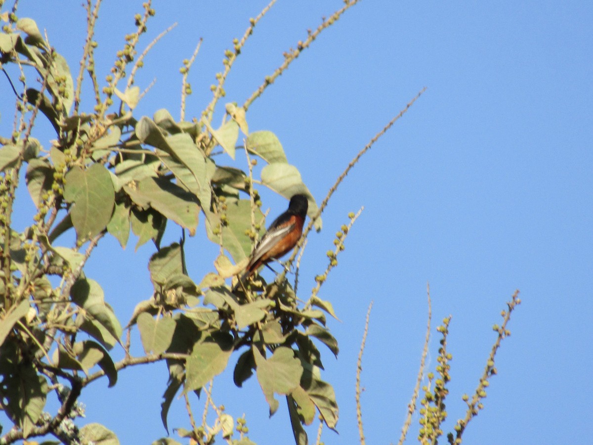 Orchard Oriole - ML152948071