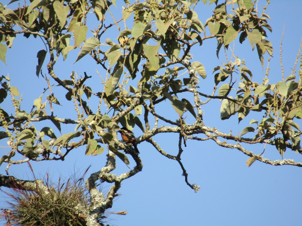 Orchard Oriole - ML152948091