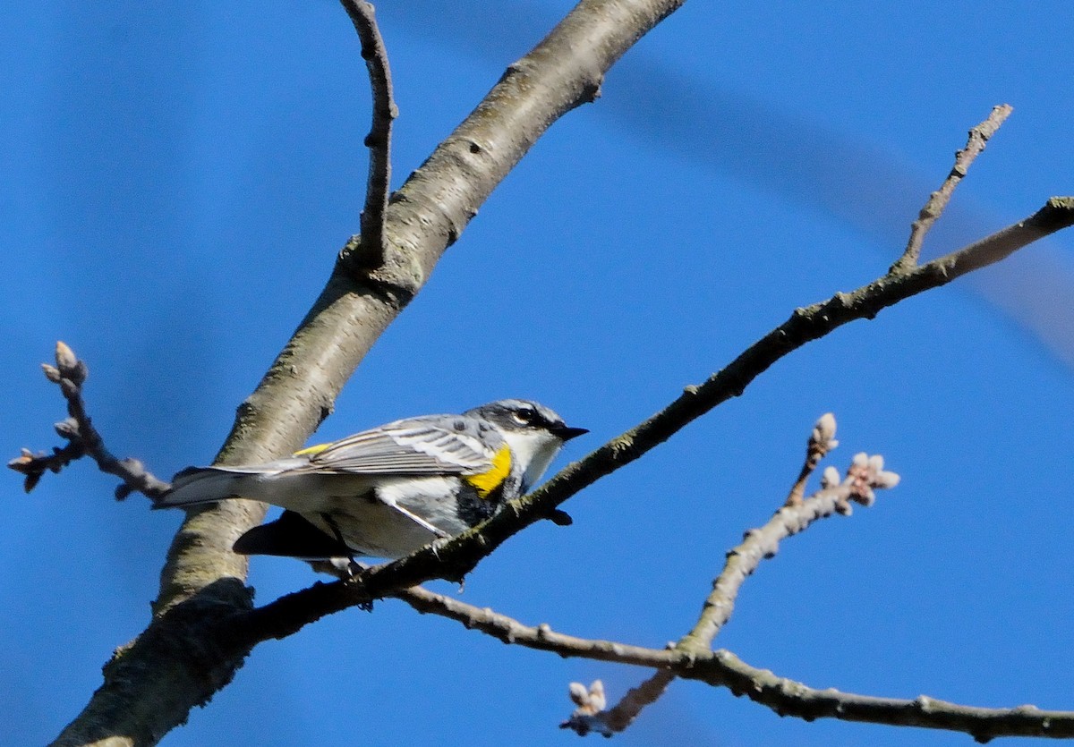 Yellow-rumped Warbler - John Gordinier