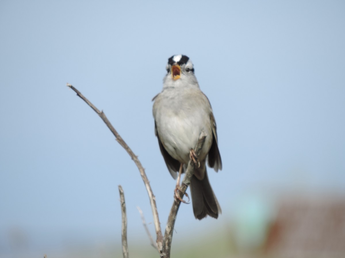 White-crowned Sparrow - Sylvia Maulding