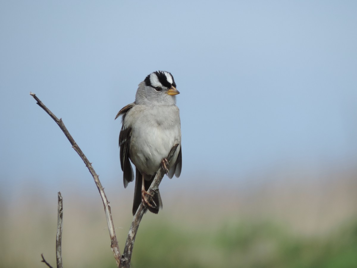 White-crowned Sparrow - ML152948431