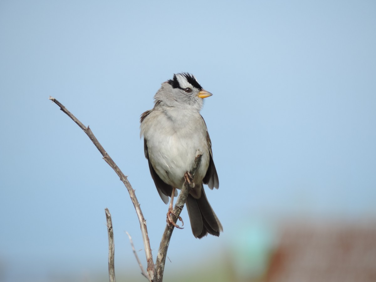 White-crowned Sparrow - Sylvia Maulding