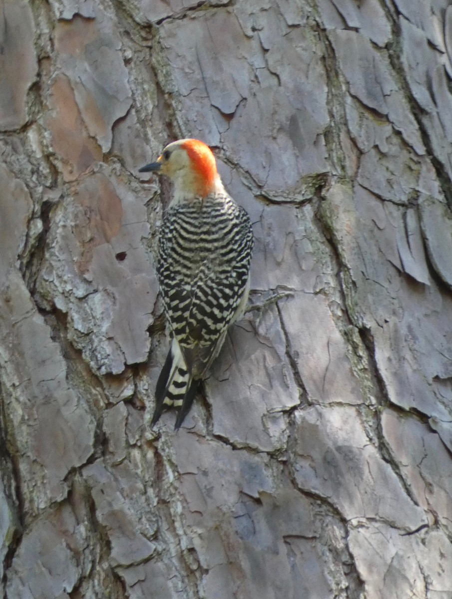 Red-bellied Woodpecker - Joanne "JoJo" Bradbury