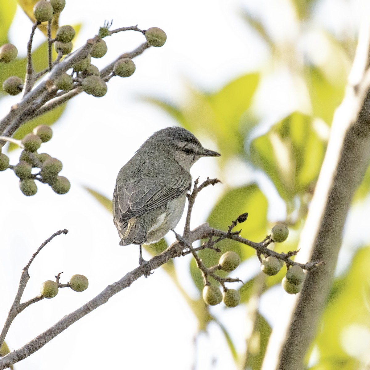 Black-whiskered Vireo - Cindy Cone