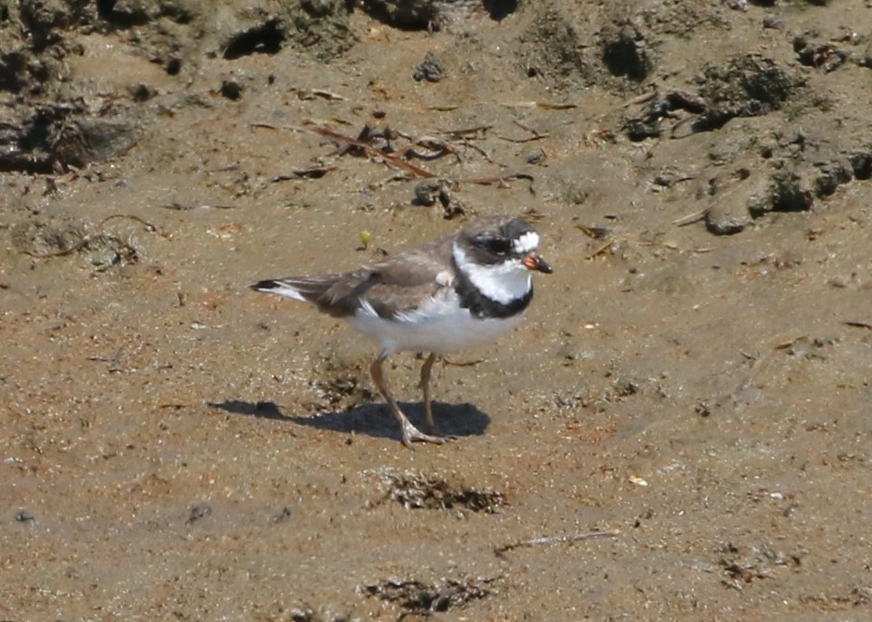 Semipalmated Plover - ML152950021