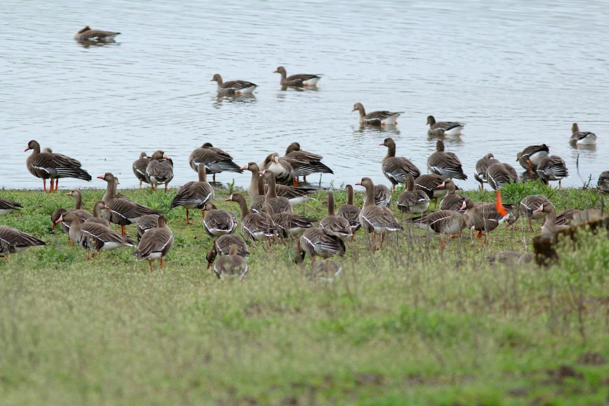 Greater White-fronted Goose - Joseph Blowers