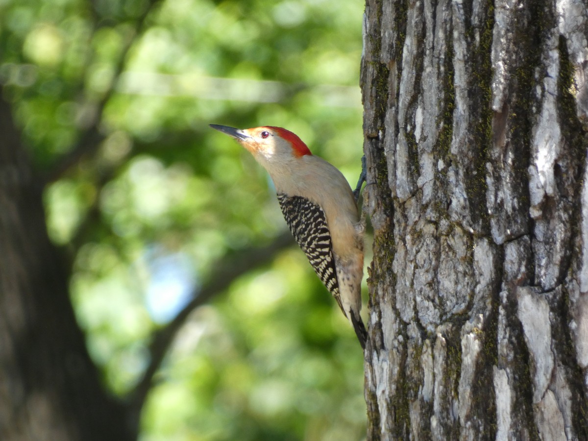 Red-bellied Woodpecker - Joanne "JoJo" Bradbury