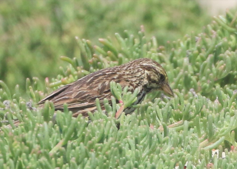 Savannah Sparrow (Belding's) - ML152951681