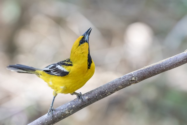 Black-backed Oriole - eBird