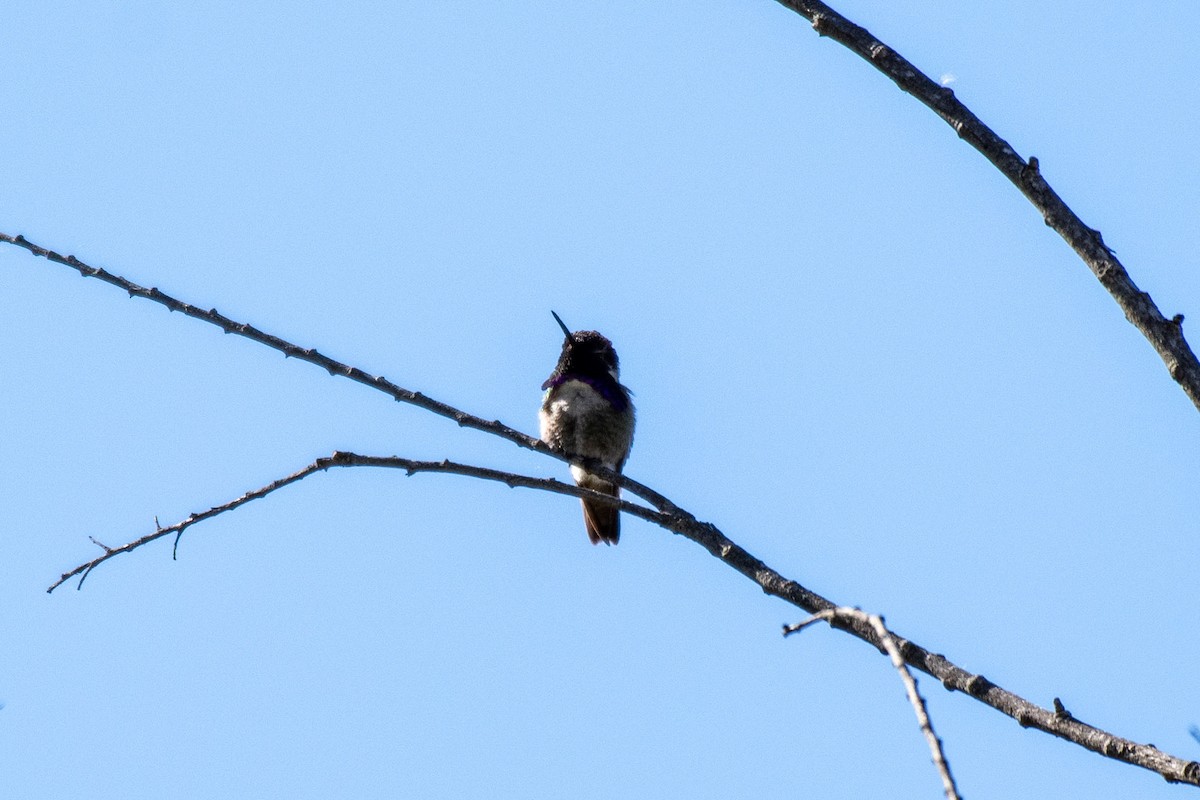 Costa's Hummingbird - ML152953241