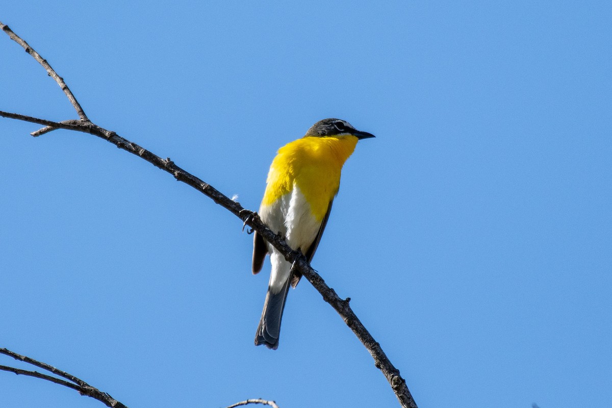 Yellow-breasted Chat - Andrew Newmark
