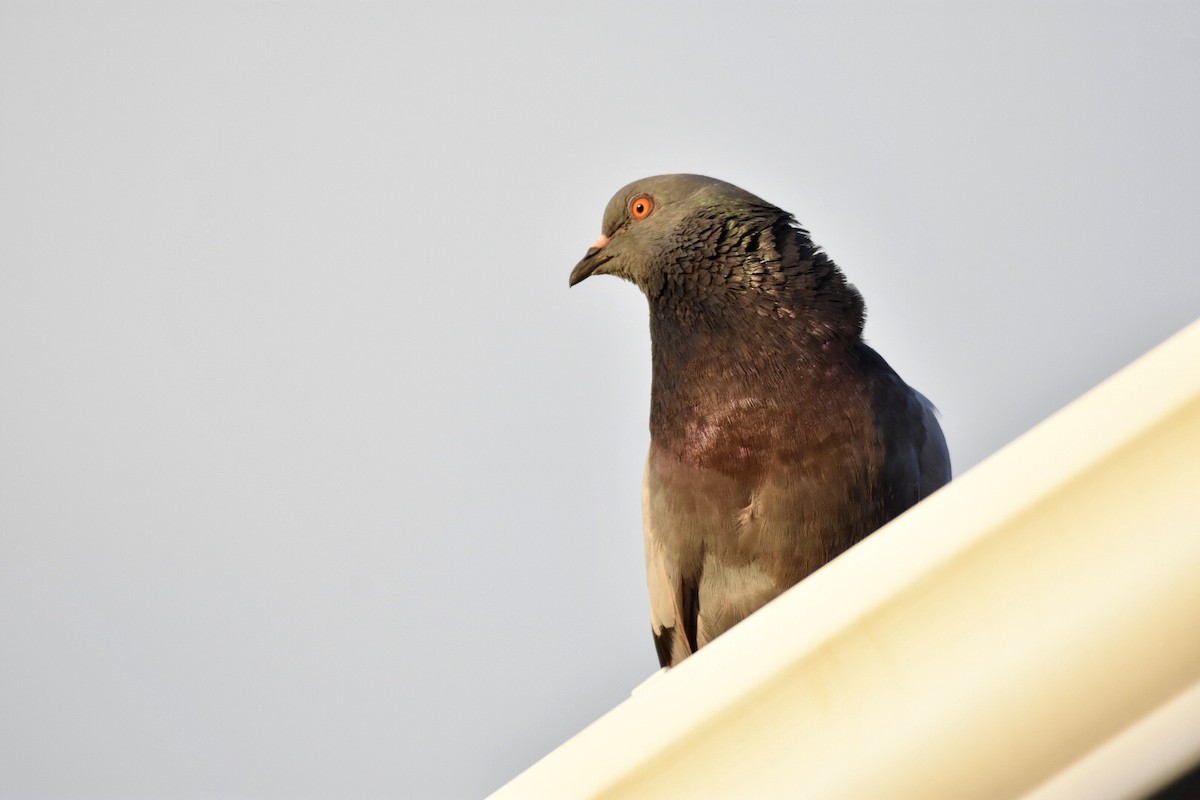 Rock Pigeon (Feral Pigeon) - ML152953681