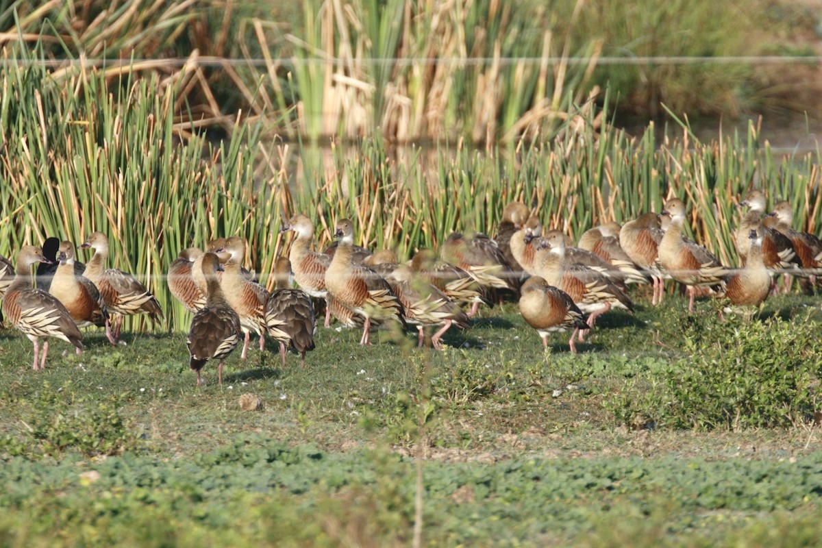 Plumed Whistling-Duck - David  Bound