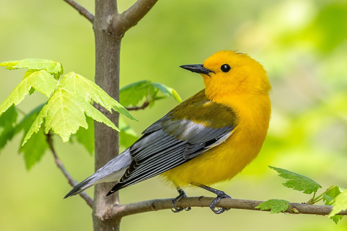 Prothonotary Warbler - ML152954091
