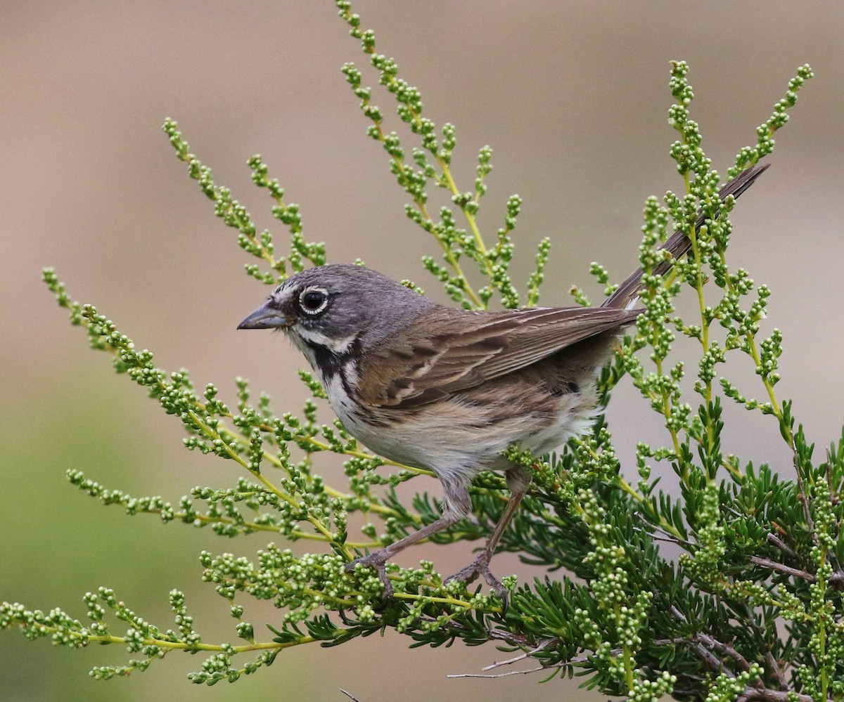 Bell's Sparrow (belli) - ML152954741