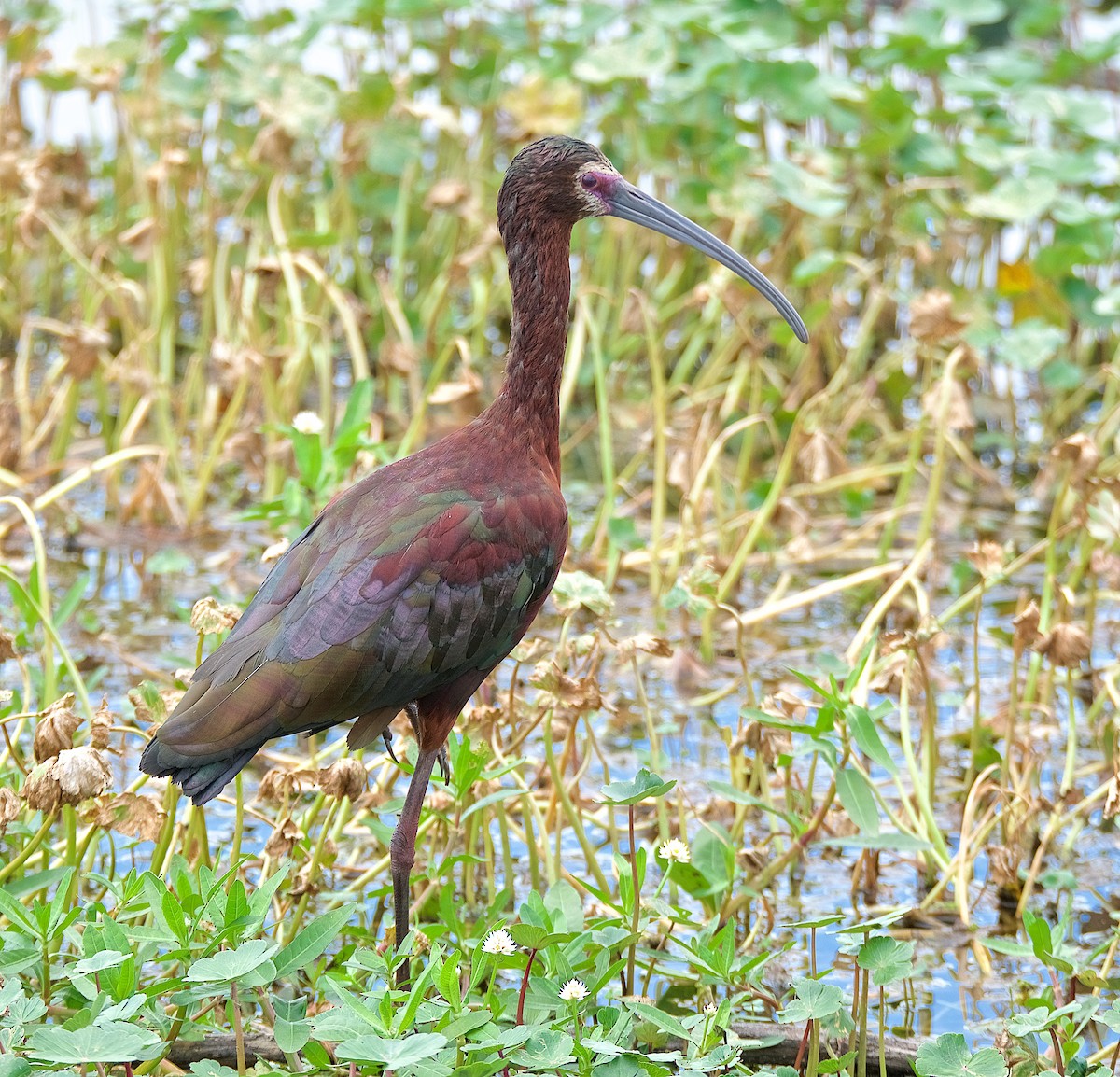ibis americký - ML152955071