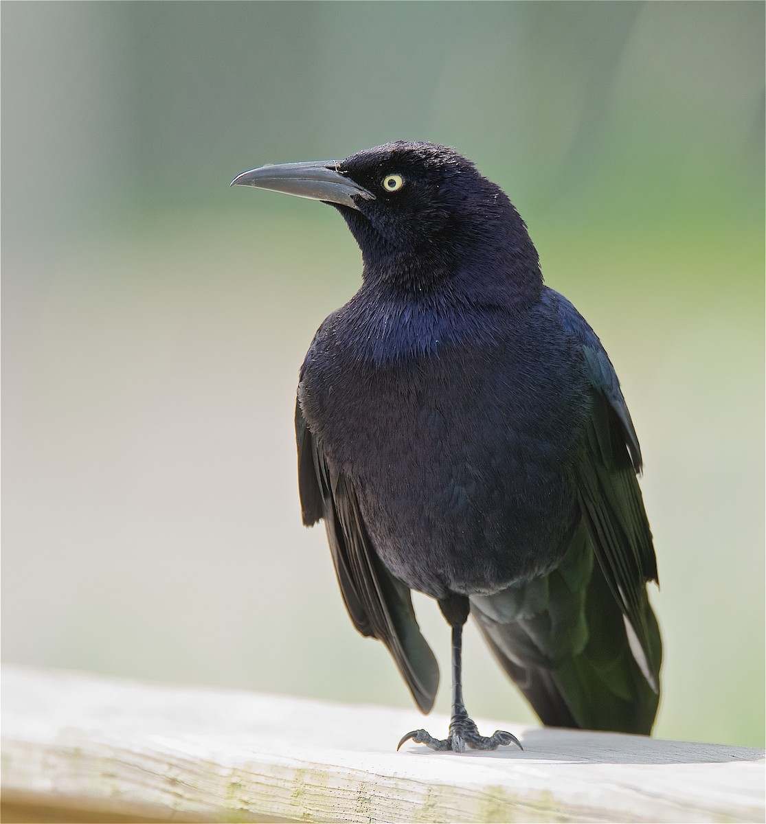 Great-tailed Grackle - ML152955181