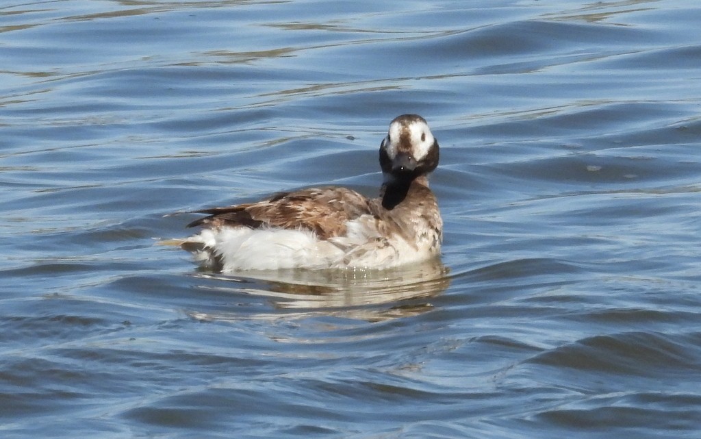 Long-tailed Duck - Nancy Hetrick
