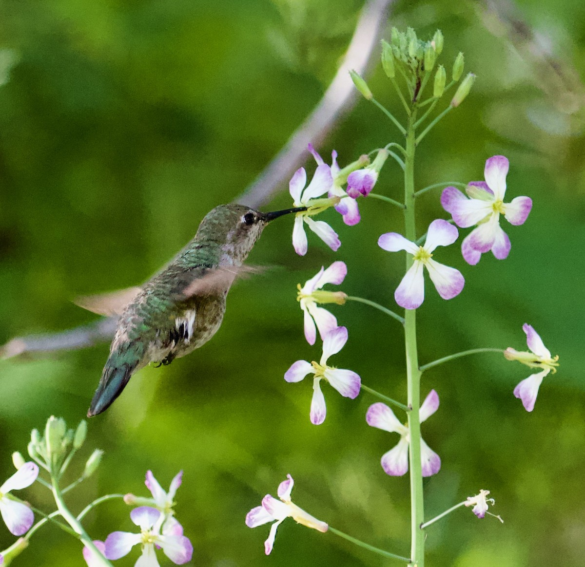 Anna's Hummingbird - Terence Degan