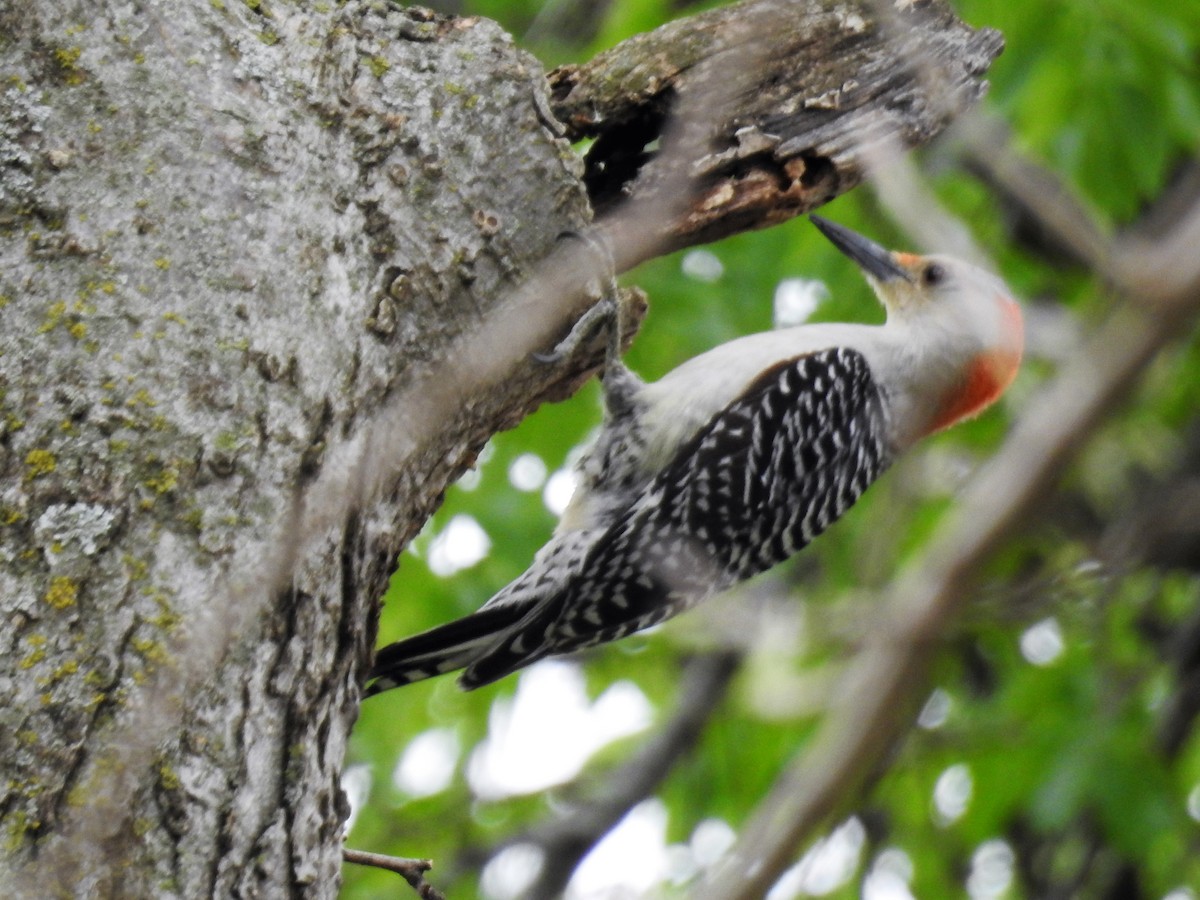 Red-bellied Woodpecker - Tina Toth