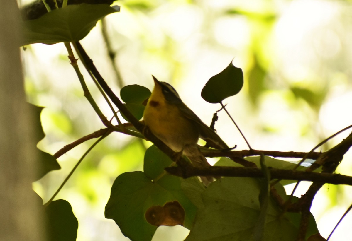Crescent-chested Warbler - Angélica Antonio
