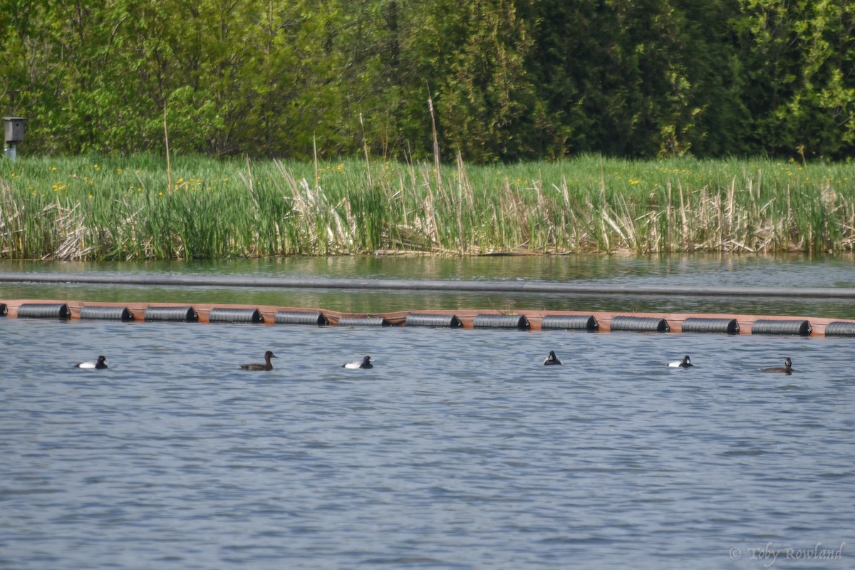 Lesser Scaup - Toby Rowland
