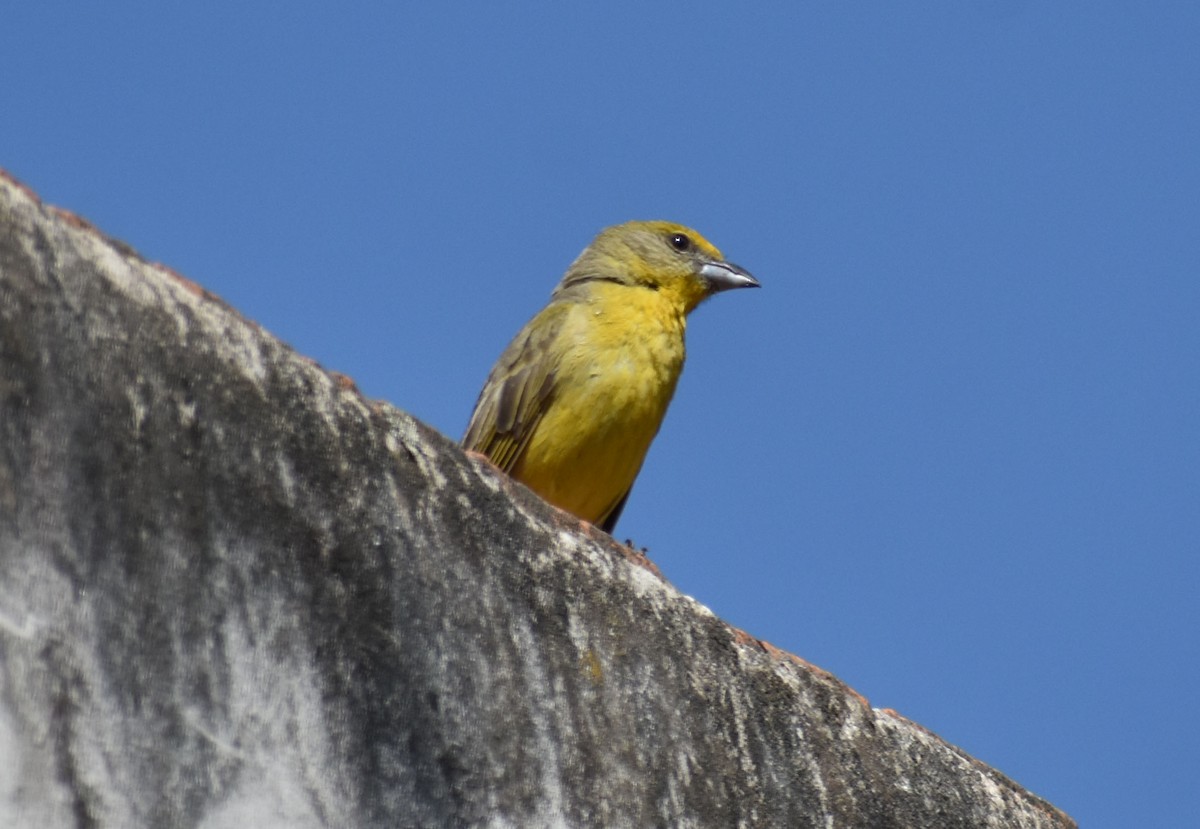 Hepatic Tanager - ML152957081