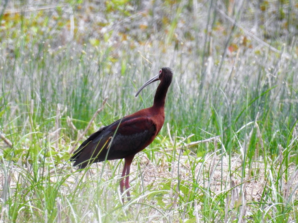 ibis americký - ML152958061