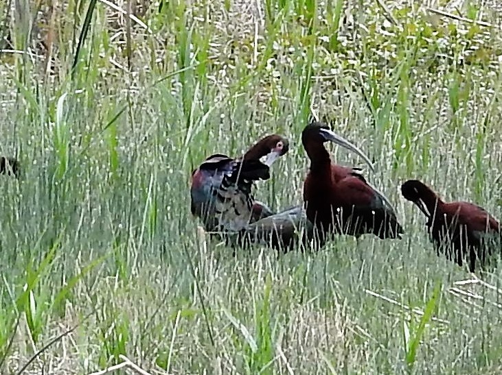 ibis hnědý - ML152958171
