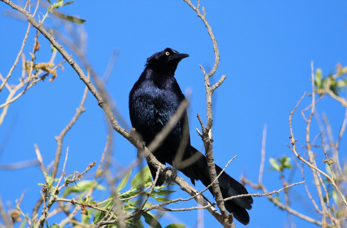 Great-tailed Grackle - Manuel Duran