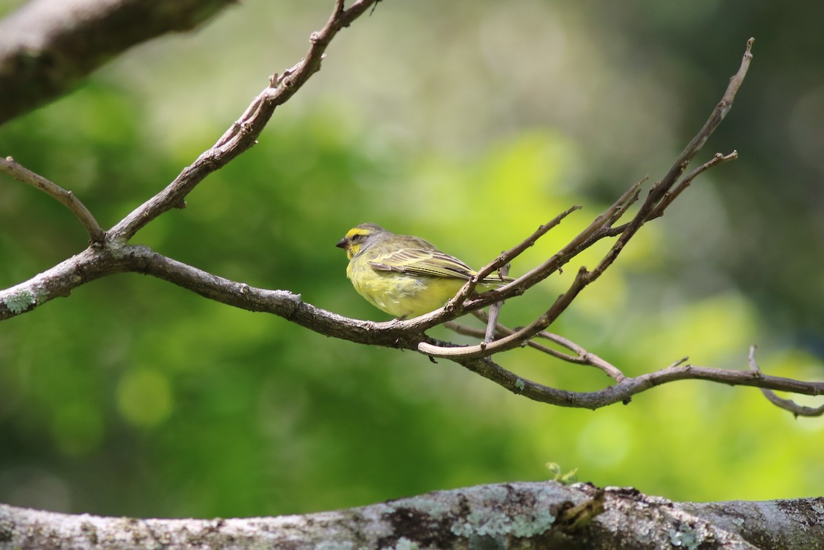 Yellow-fronted Canary - ML152958911
