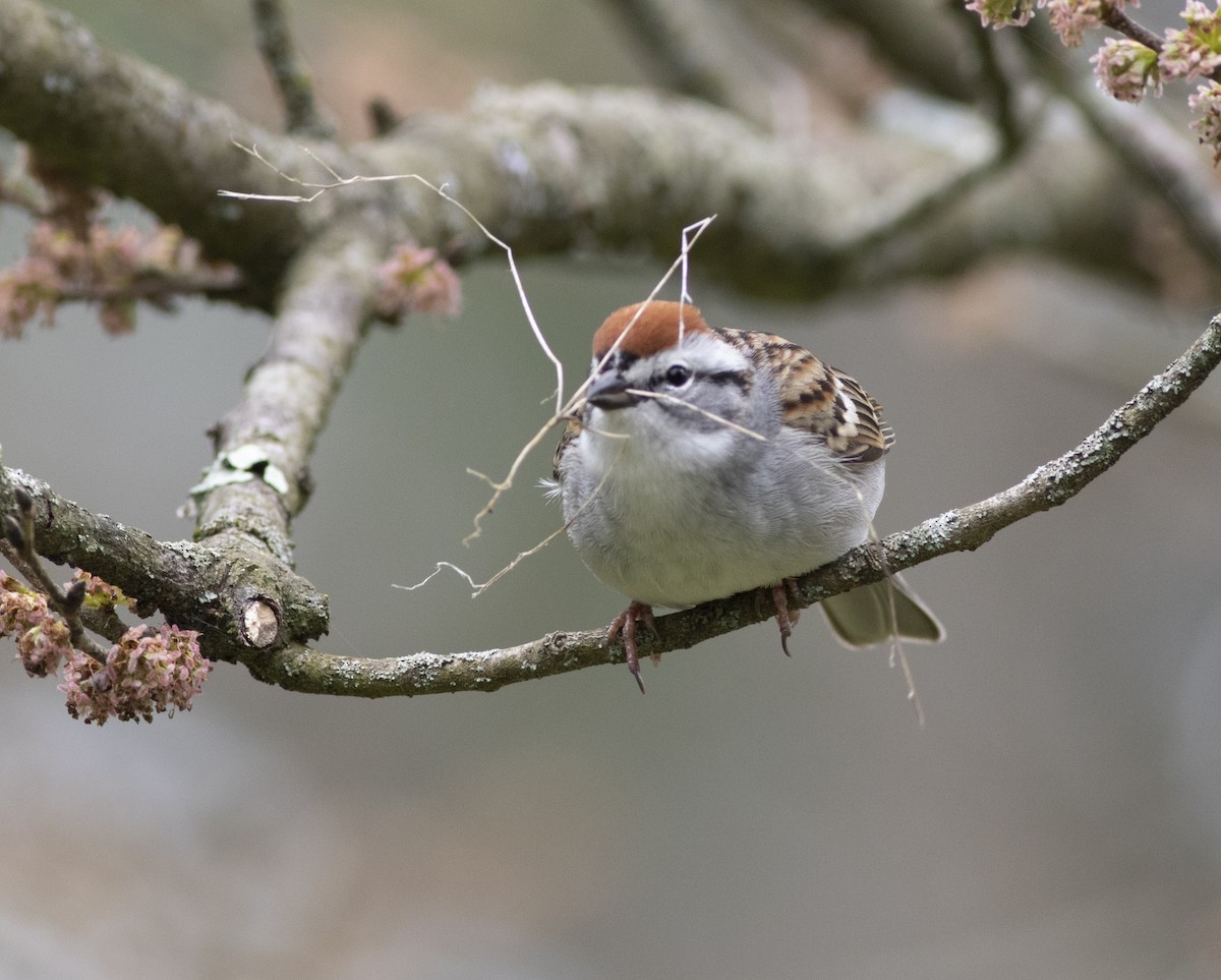 Chipping Sparrow - John Gluth