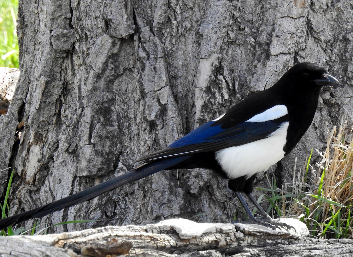 Black-billed Magpie - Eric Haskell