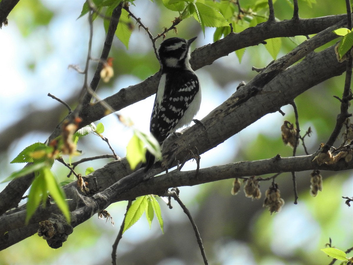 Downy Woodpecker - ML152959711
