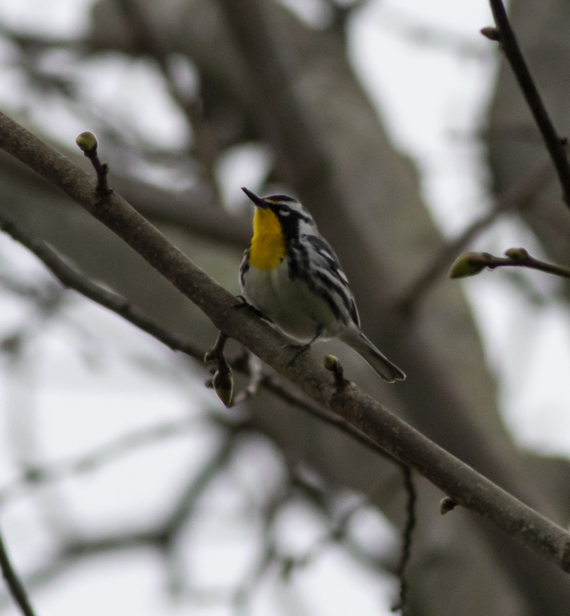 Yellow-throated Warbler - John Gluth