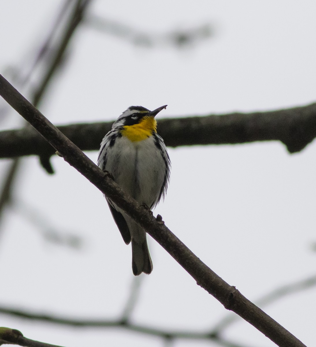 Yellow-throated Warbler - John Gluth