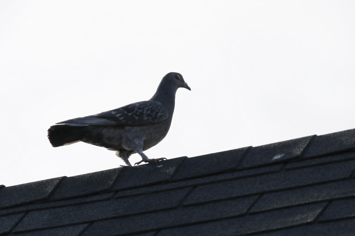 Rock Pigeon (Feral Pigeon) - ML152959941