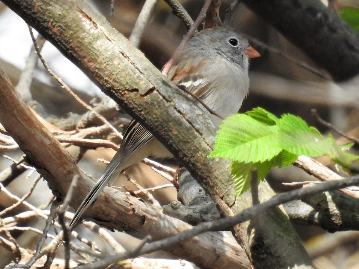 Field Sparrow - ML152959951