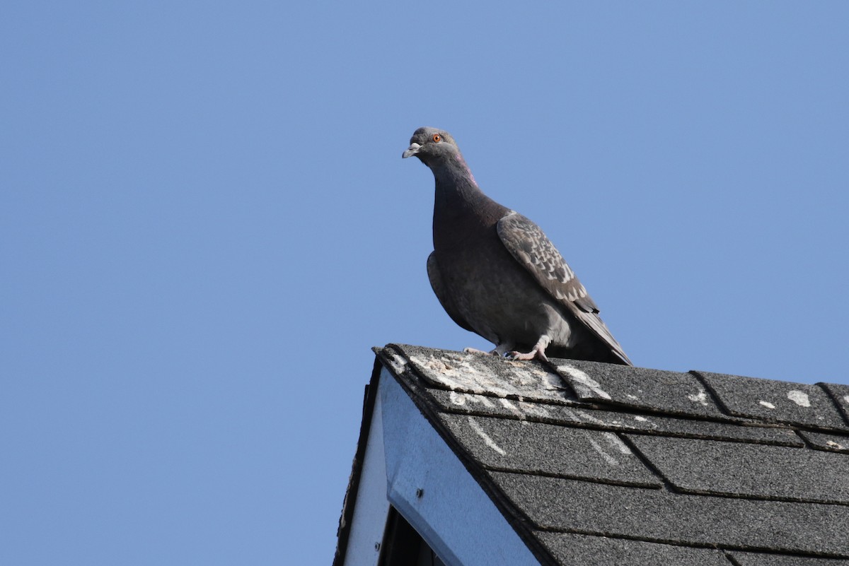 Rock Pigeon (Feral Pigeon) - ML152959971