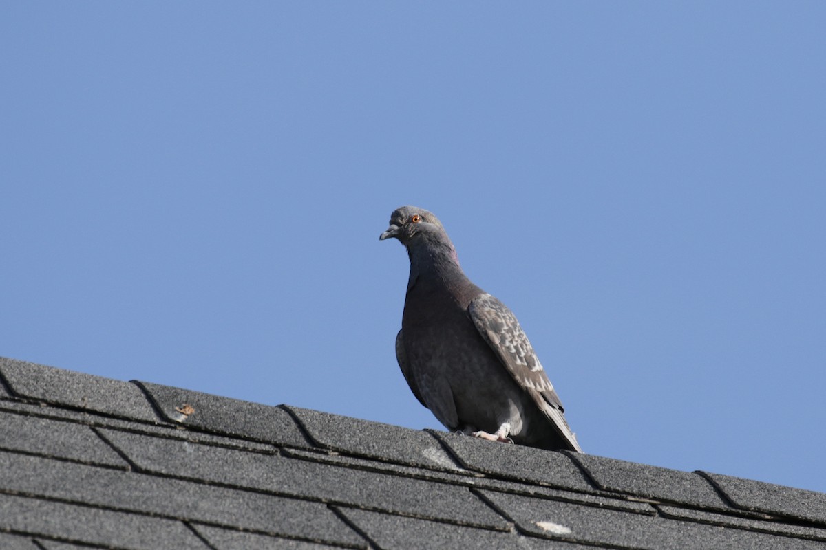 Rock Pigeon (Feral Pigeon) - ML152960021