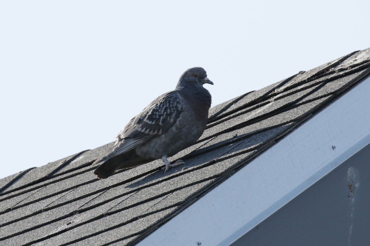 Rock Pigeon (Feral Pigeon) - ML152960181