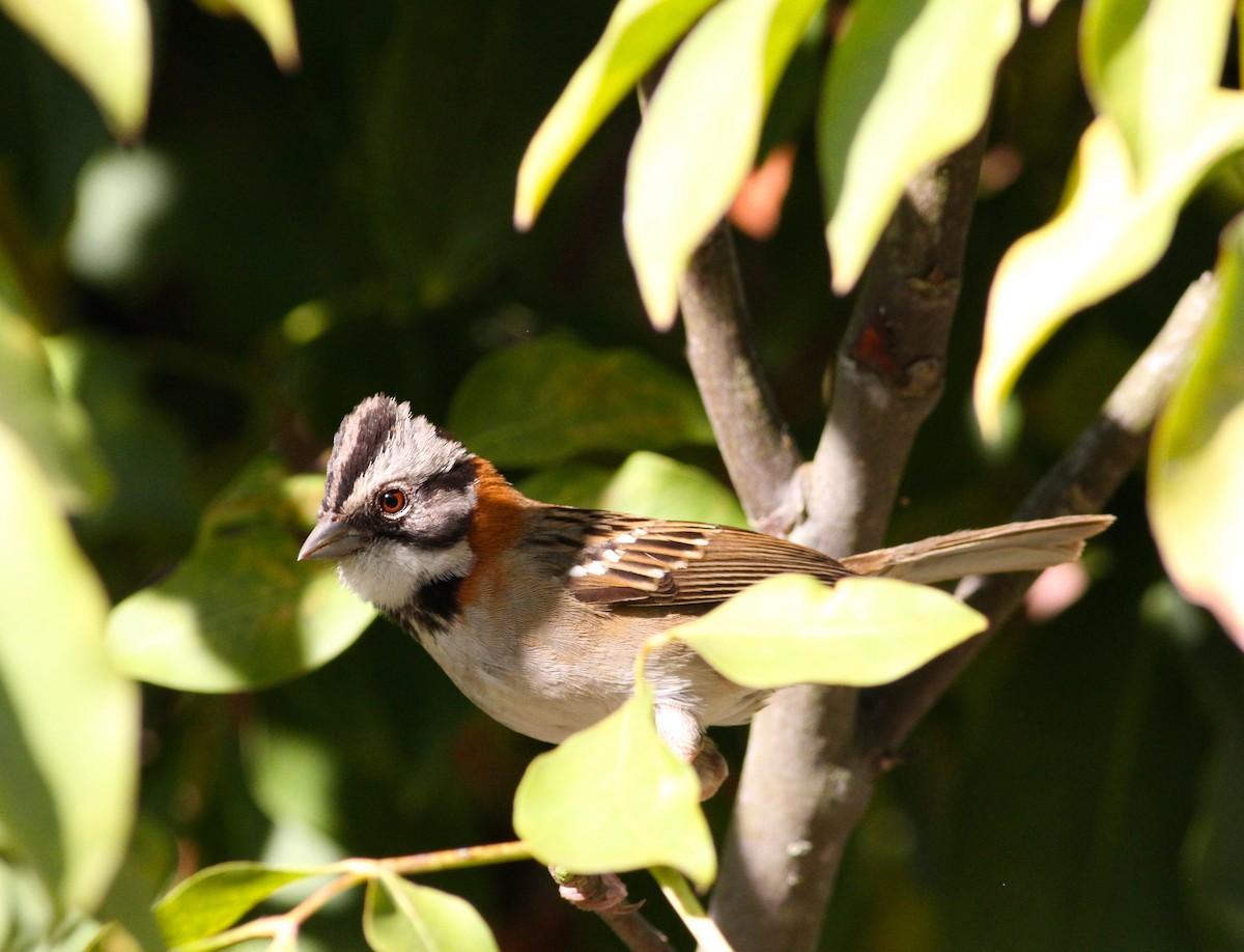 Rufous-collared Sparrow - ML152960521