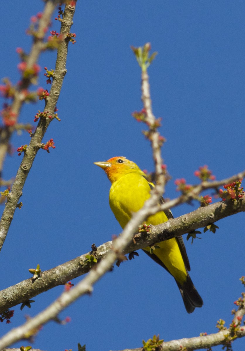 Western Tanager - ML152960841