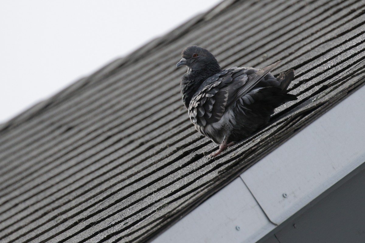 Rock Pigeon (Feral Pigeon) - ML152961021
