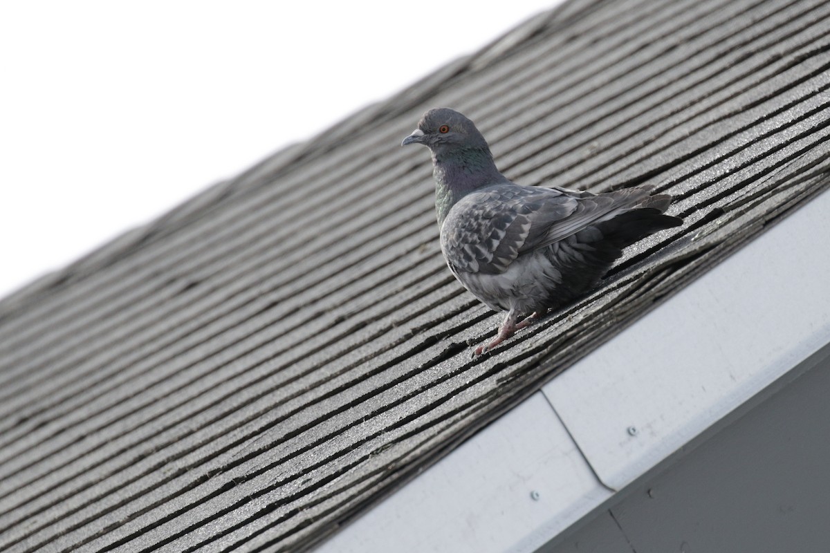 Rock Pigeon (Feral Pigeon) - ML152961041
