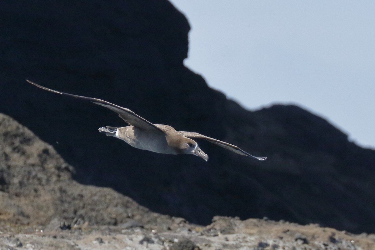 Black-footed Albatross - Sharif Uddin